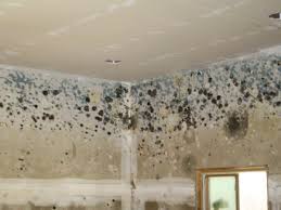 Wall mold