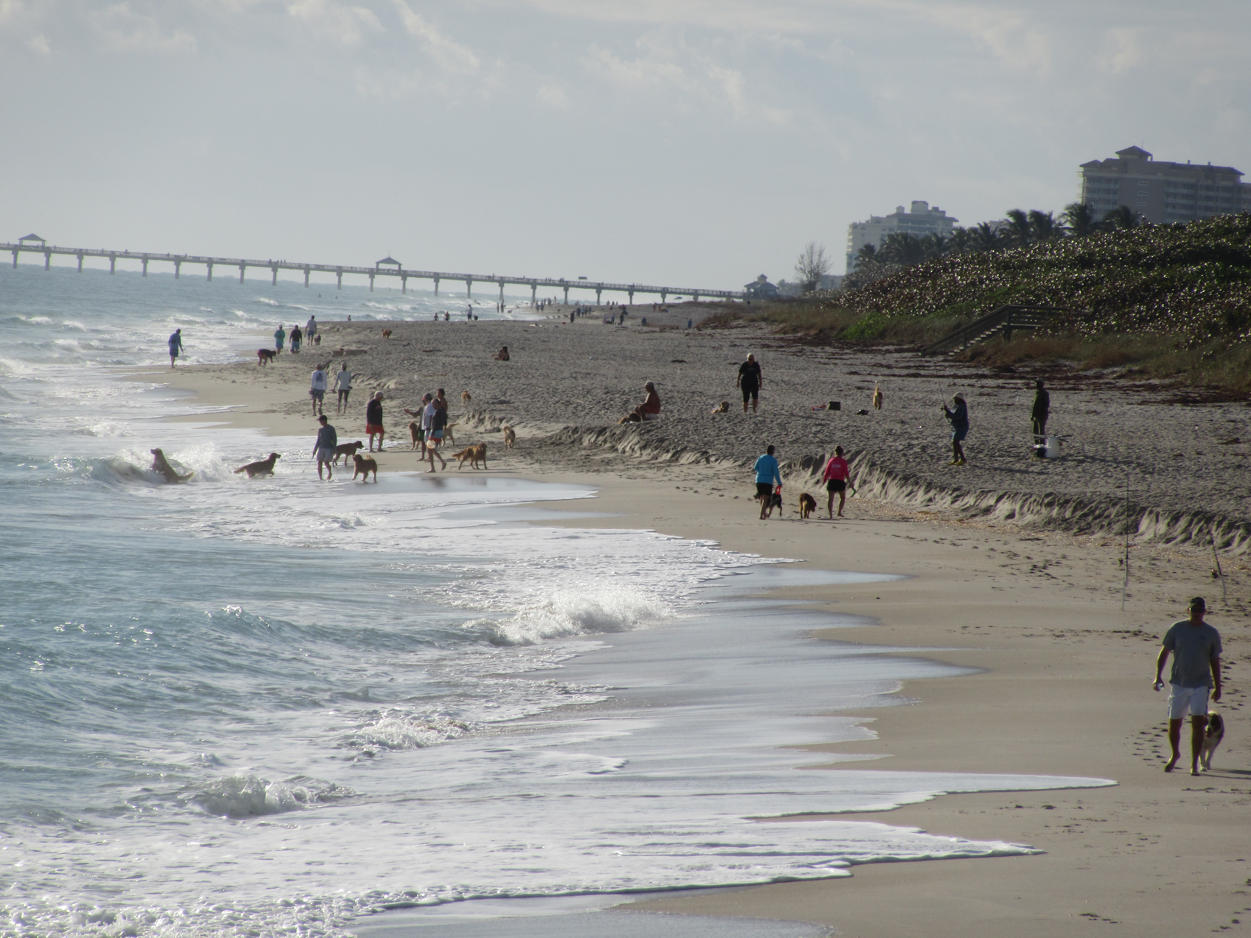 JB Dog Beach